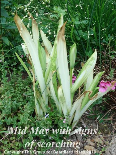 OW 003 mid May and showing signs of scorching on leaves